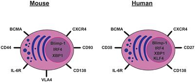 Long-Lived Plasma Cells in Mice and Men